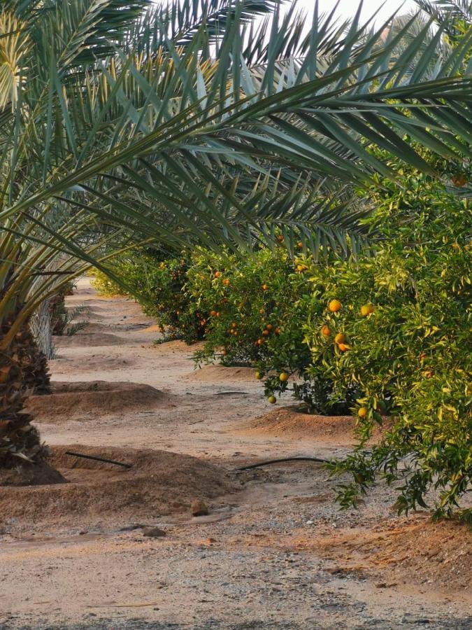 Almazham Camp Resort Al Ula Εξωτερικό φωτογραφία
